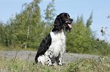 SPRINGER SPANIEL 004